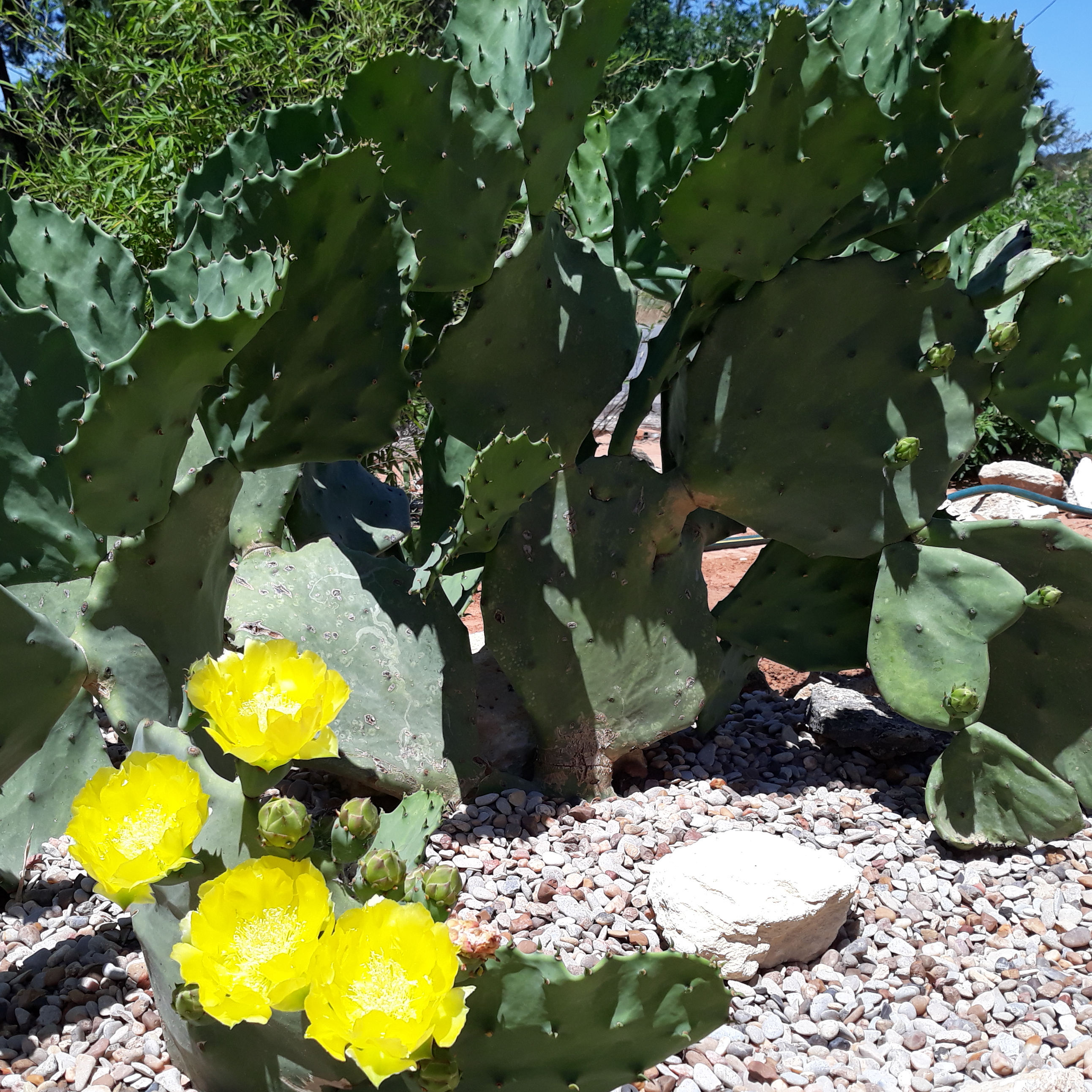 Notes From The Cactus Patch